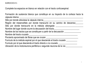 Ejercicios de Neuroanatomía: Tracto Corticoespinal y Lesiones Motoras