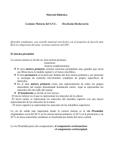 Lesiones Motoras del SNC: Sistema Piramidal