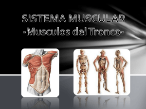 Sistema Muscular: Músculos del Tronco - Anatomía