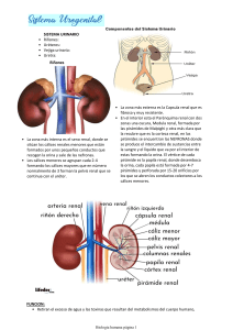 Sistema Urogenital: Resumen de Anatomía y Función