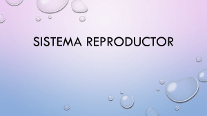 Sistema Reproductor: Anatomía, Fisiología y Salud