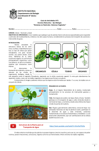 Sistemas Vegetales: Guía de Actividades 8° Básico