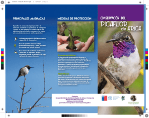 Conservaci&oacute;n del Picaflor de Arica: Amenazas y Protecci&oacute;n