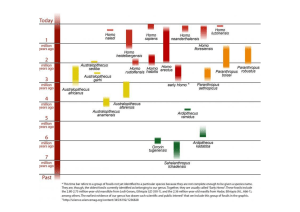 Evoluci&oacute;n Humana: Diagrama de Especies de Hom&iacute;nidos