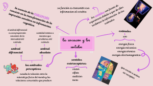 Sensaci&oacute;n y Percepci&oacute;n: Mapa Conceptual