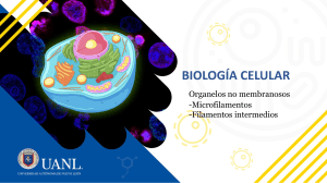 Citoesqueleto y Motilidad Celular: Microfilamentos y Filamentos