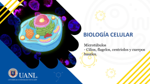Microtúbulos, Cilios y Flagelos: Biología Celular