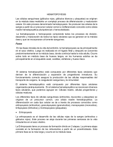 Hematopoyesis: Formación de Células Sanguíneas