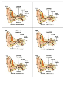 Anatom&iacute;a del O&iacute;do Humano: Diagrama Educativo