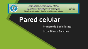 Pared Celular Vegetal: Composición, Estructura y Funciones