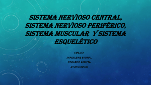 Sistemas Nervioso, Muscular y Esquelético: Presentación