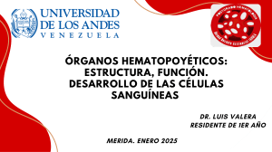 Hematopoyesis: Órganos, Estructura y Desarrollo de Células Sanguíneas