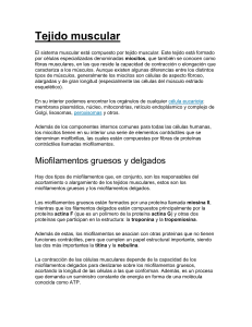 Tejido Muscular: Tipos, Estructura y Función