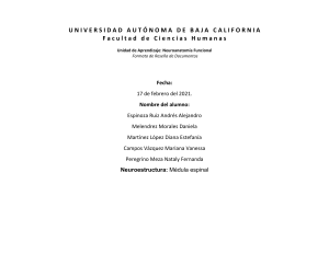 Reseña Médula Espinal: Neuroanatomía Funcional