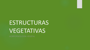 Morfofisiología Vegetal: Estructuras Vegetativas y Raíces