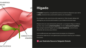 Anatomía del Hígado: Estructura y Función