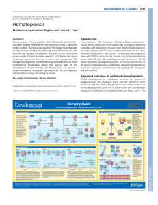 Hematopoiesis Review: Zebrafish Model & Blood Cell Formation