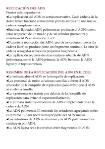 Resumen de Replicación del ADN y Síntesis de Proteínas