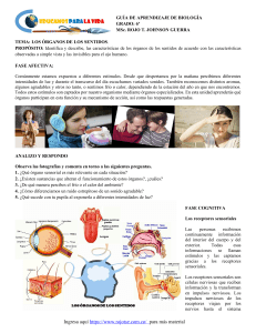 Guía de los Órganos de los Sentidos - Biología 6º Grado