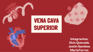 Venas y Arterias: Anatom&iacute;a del Cerebro, Cara y Extremidades