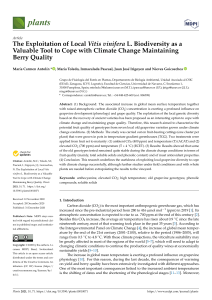 Vitis vinifera Biodiversity & Climate Change: Berry Quality