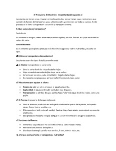 Transporte de Nutrientes en Plantas: Hoja de Trabajo Xilema y Floema