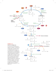 Síntesis de Triacilgliceroles: Diagrama Bioquímico