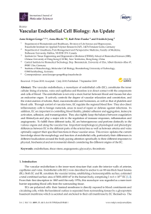 Vascular Endothelial Cell Biology Review