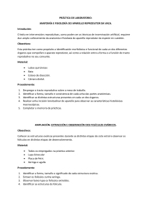 Anatomia e Fisiologia Reprodutiva Bovina - Pr&aacute;tica Laboratorial