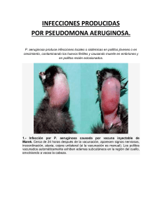 Infecciones por Pseudomonas aeruginosa en aves