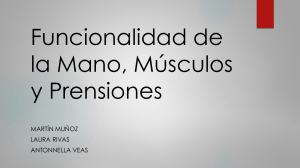 Funcionalidad de la Mano: M&uacute;sculos y Prensiones