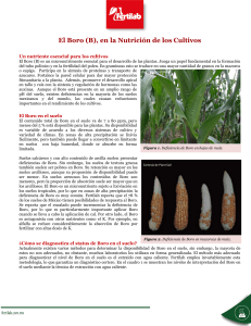 El Boro (B) en la Nutrici&oacute;n de los Cultivos