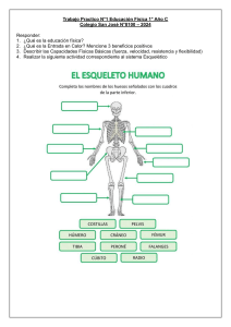 Educación Física: Sistema Esquelético y Capacidades Físicas
