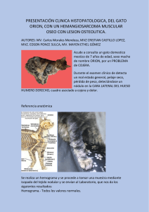Hemangiosarcoma Muscular &Oacute;seo en Gato: Caso Cl&iacute;nico