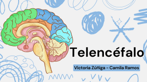 Telencéfalo: Anatomía del Cerebro y Lóbulos