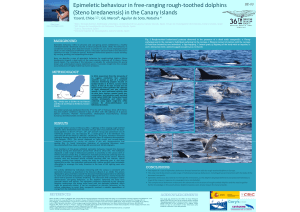 Epimeletic Behavior in Rough-Toothed Dolphins: Canary Islands