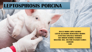 Leptospirosis Porcina: Epidemiología, Transmisión y Patogenia