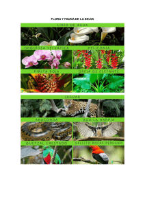 Flora y Fauna de la Selva Peruana: Infografía Educativa