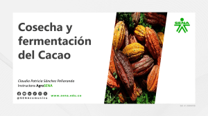 Cosecha y Fermentaci&oacute;n del Cacao: Gu&iacute;a AgroSENA