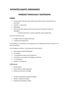 Anatom&iacute;a del T&oacute;rax: Paredes, Diafragma y Coraz&oacute;n