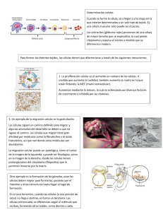 Determinación Celular y Desarrollo Prenatal: Apuntes