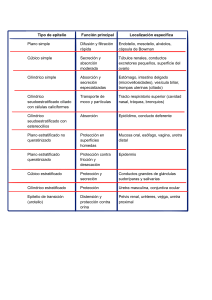 Tipos de Epitelio y Gl&aacute;ndulas: Funciones y Localizaci&oacute;n