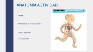 Actividad de Anatomía Humana: Sistemas, Órganos y Direcciones