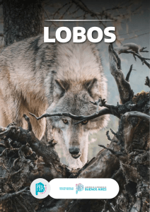 Lobos: Datos, Comportamiento y Aguar&aacute; Guaz&uacute; en Argentina