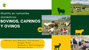 Mastitis en Rumiantes Dom&eacute;sticos: Bovinos, Caprinos y Ovinos