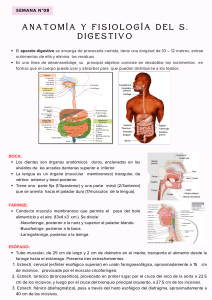 Anatom&iacute;a y Fisiolog&iacute;a del Sistema Digestivo: Gu&iacute;a Completa