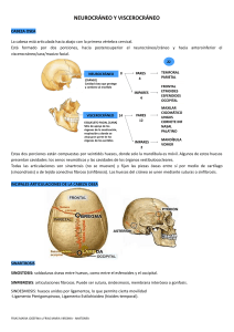 Neurocráneo y Viscerocráneo: Anatomía Ósea de la Cabeza