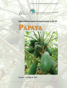 Exportaci&oacute;n de Papaya a EE.UU.: Gu&iacute;a Pr&aacute;ctica