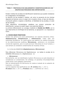 Protocolo de Identificaci&oacute;n Bacteriana: Cocos y Bacilos Gram