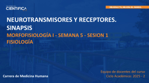 Neurotransmisores y Receptores: Sinapsis en Morfofisiología I - Fisiología